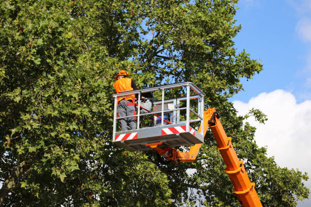 Best Tree Planting Services  in Bellerose, NY